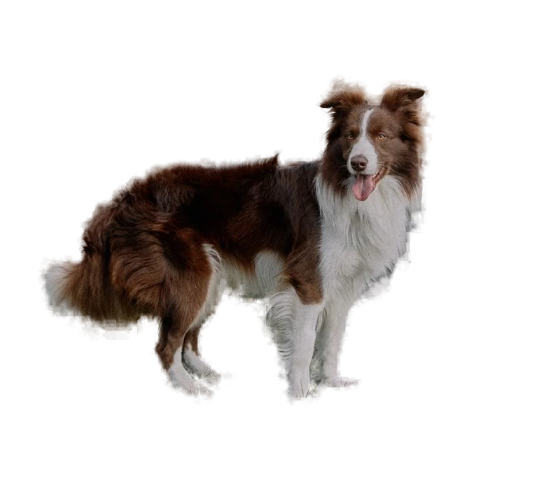 去除背景后保留犬只主体的透明图片