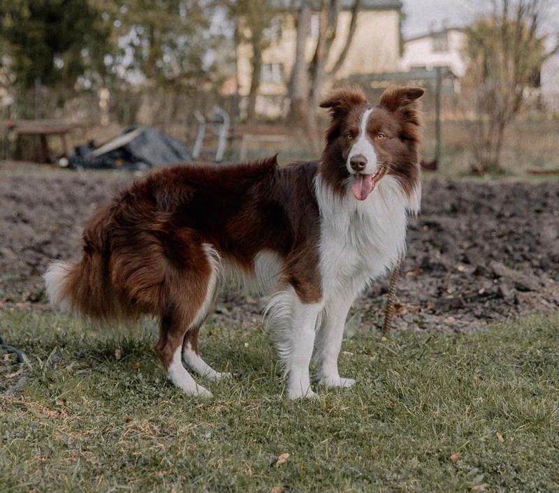 站在户外草地上的边境牧羊犬