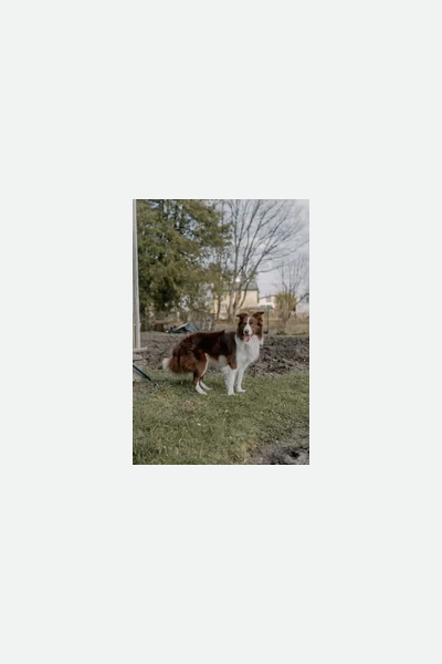 按比例缩小的犬只照片