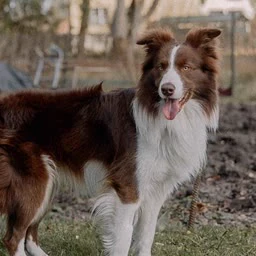 低分辨率的边境牧羊犬照片